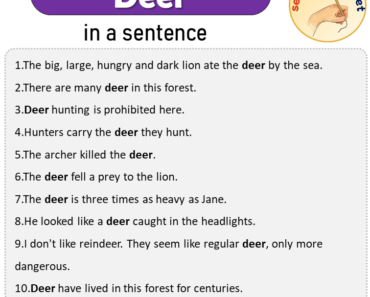 Deer in a Sentence, Sentences of Deer in English