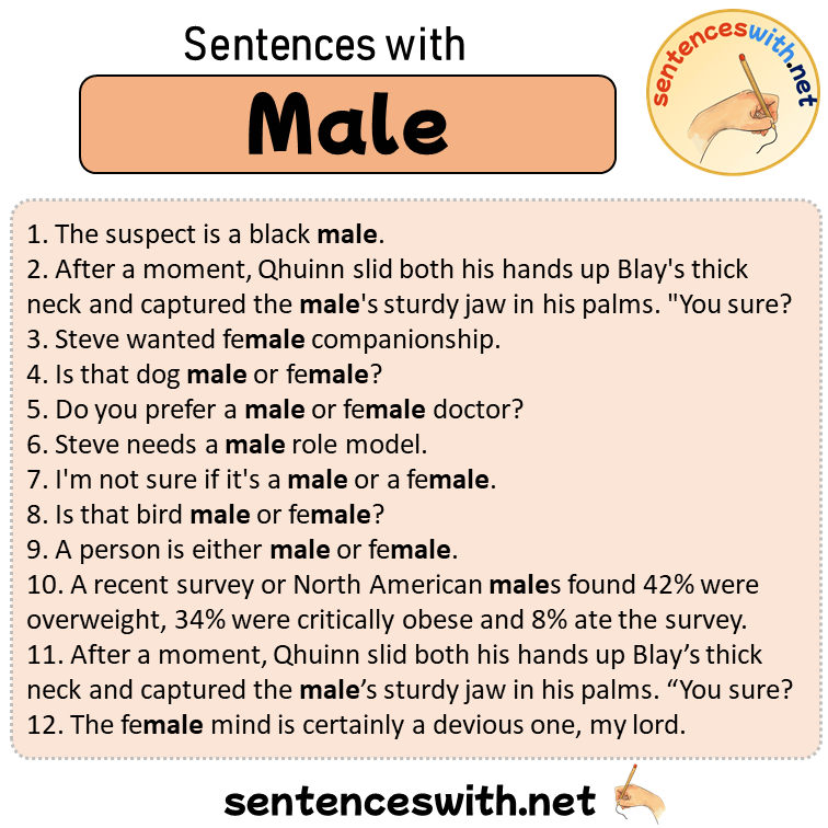 Sentences with Male, Sentences about Male in English
