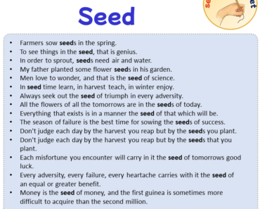 Sentences with Seed, Sentences about Seed